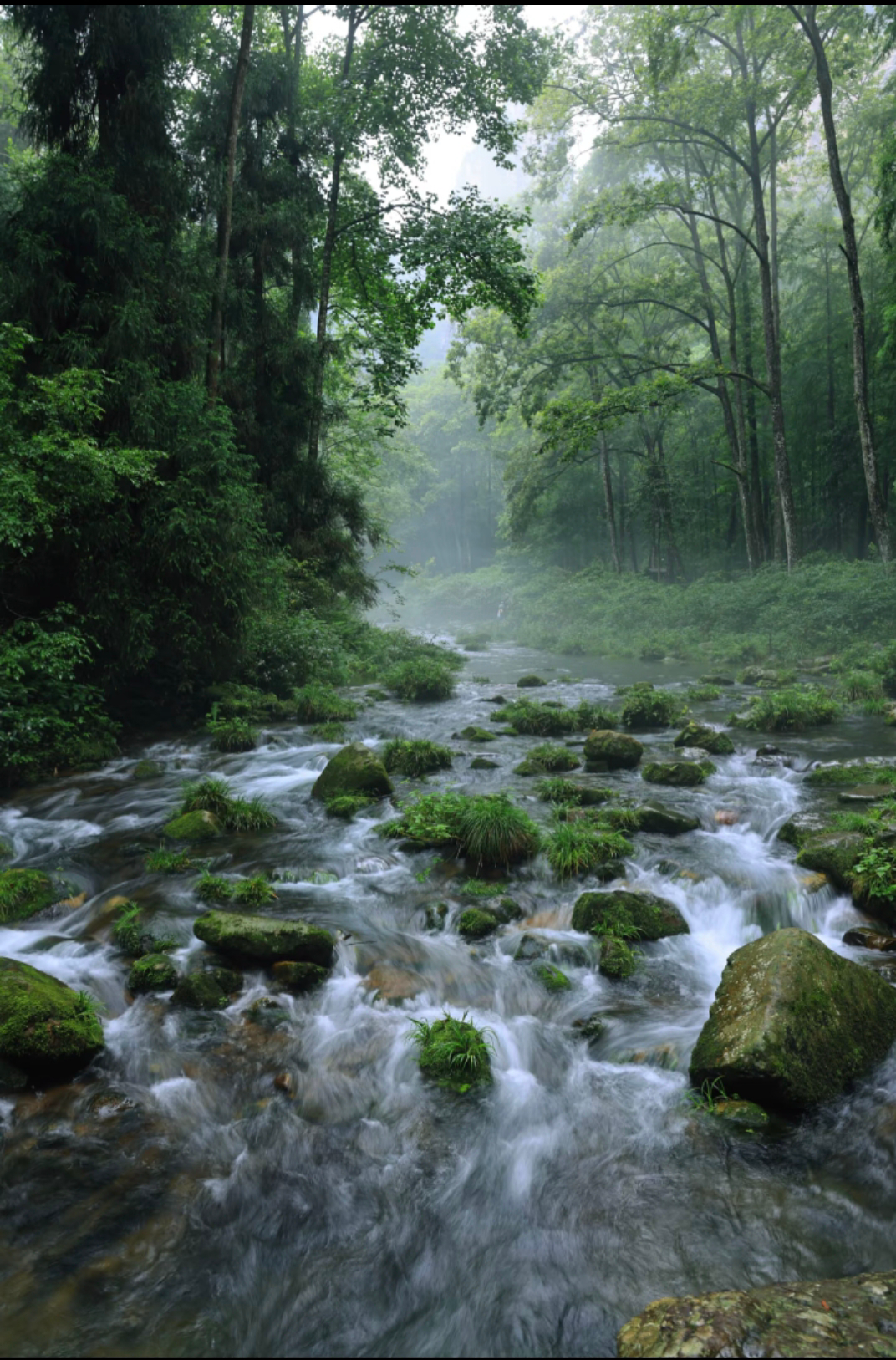 Golden Whip Stream boardwalk
