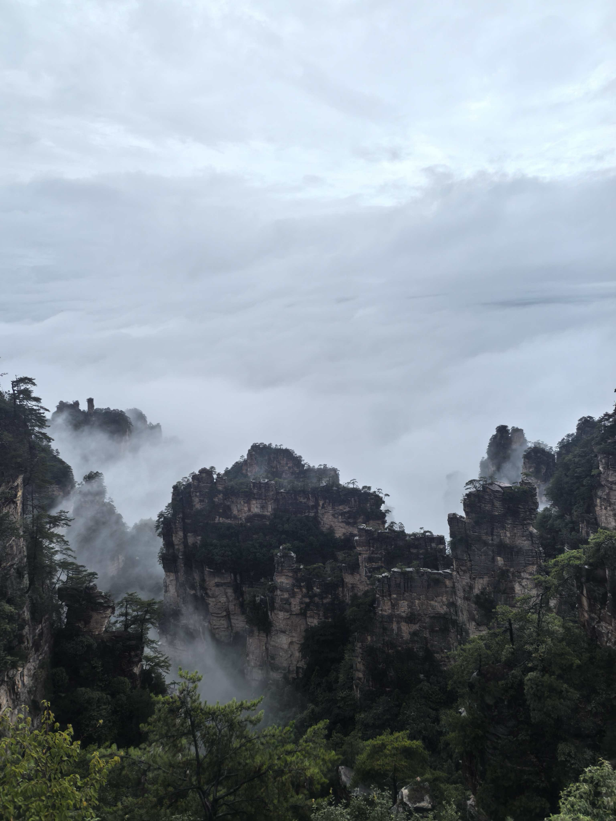 Forest Whisper boardwalk along Golden Whip Stream